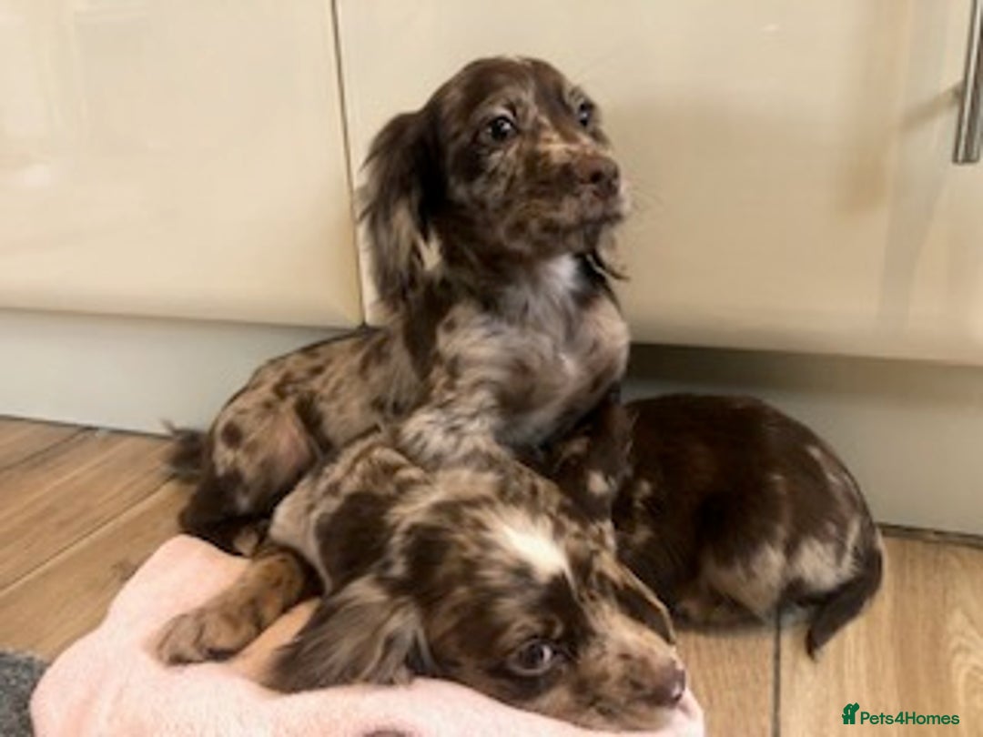 Cocker Spaniel dogs for sale: Cocker spaniel puppys - Advert 3