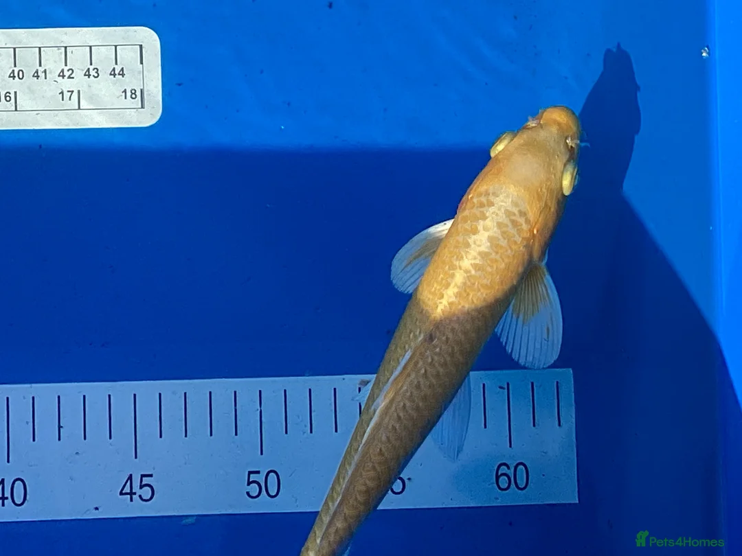 Koi Carp fish for sale: Large Selection of Koi and Butterfly Koi Carp - Advert 9