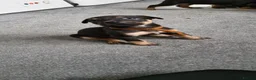 Mixed Breed dogs for sale: Doberman shepherd puppies in Swansea - Advert 13