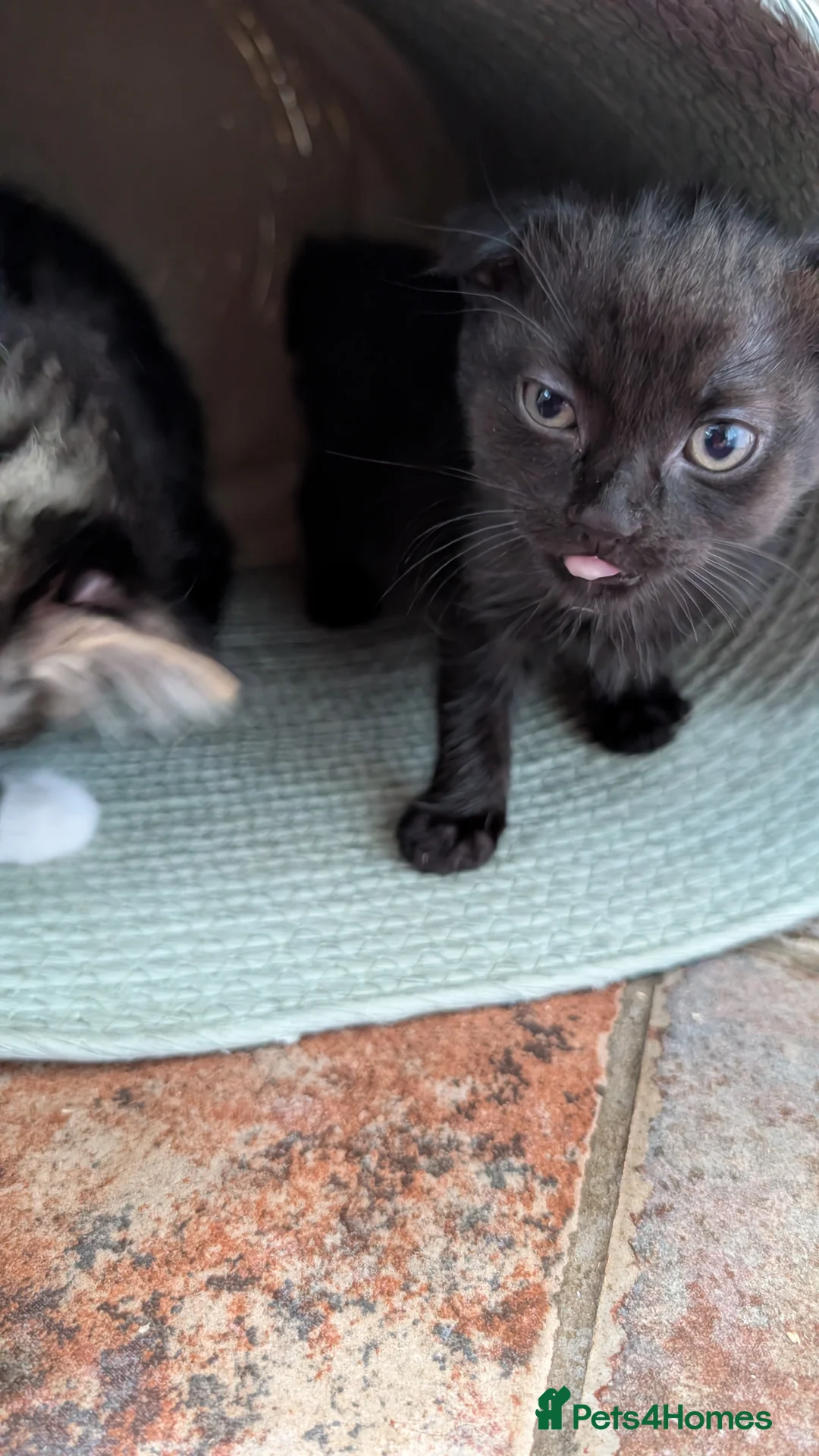 Scottish Fold cats for sale: 3 handsome Scottish fold kittens  - Advert 9