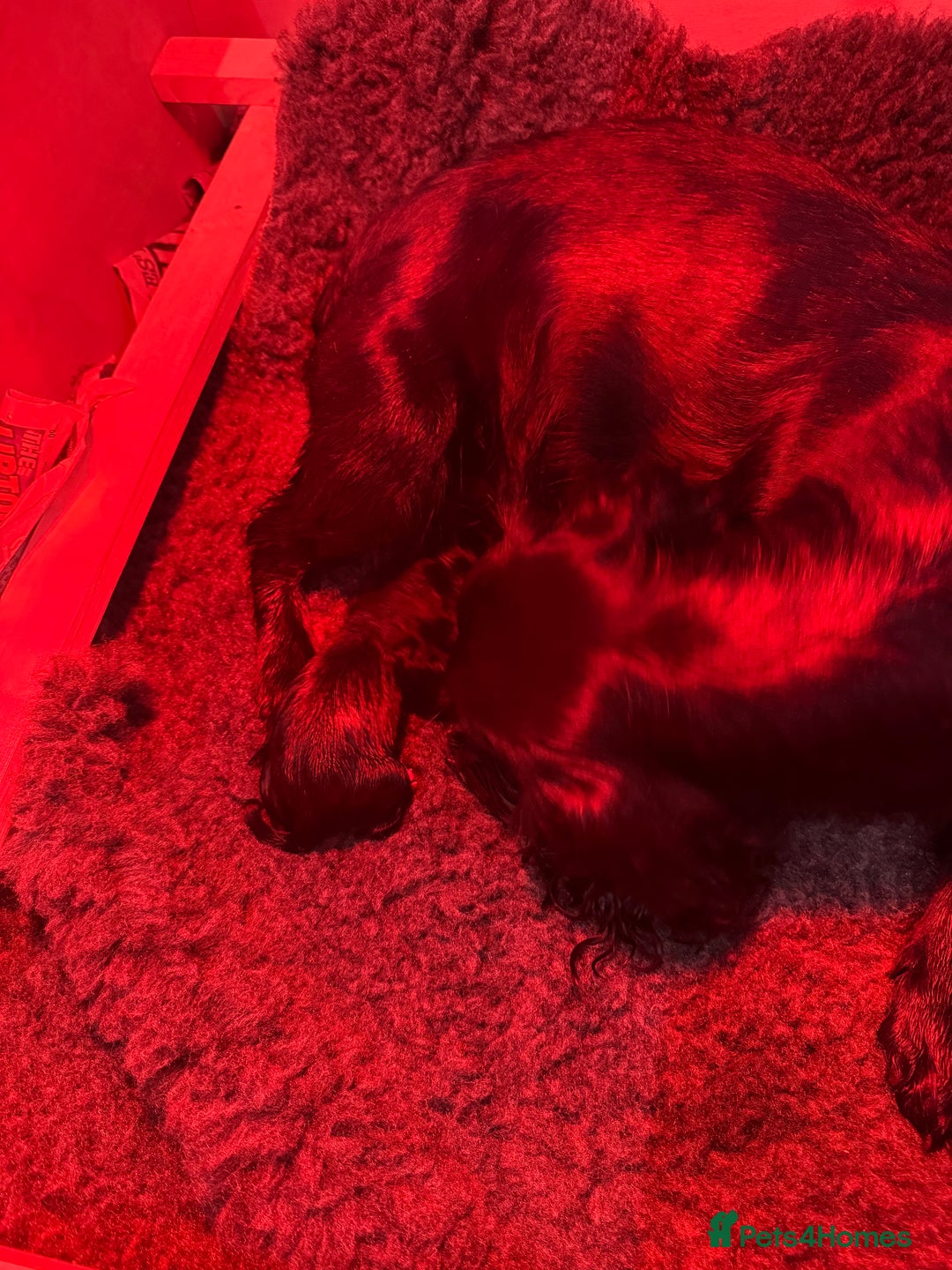 Cocker Spaniel dogs for sale: Working cocker spaniel pup - Advert 2