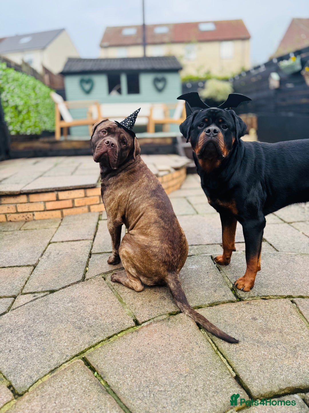 Rottweiler dogs for stud: For Stud  - Image 3