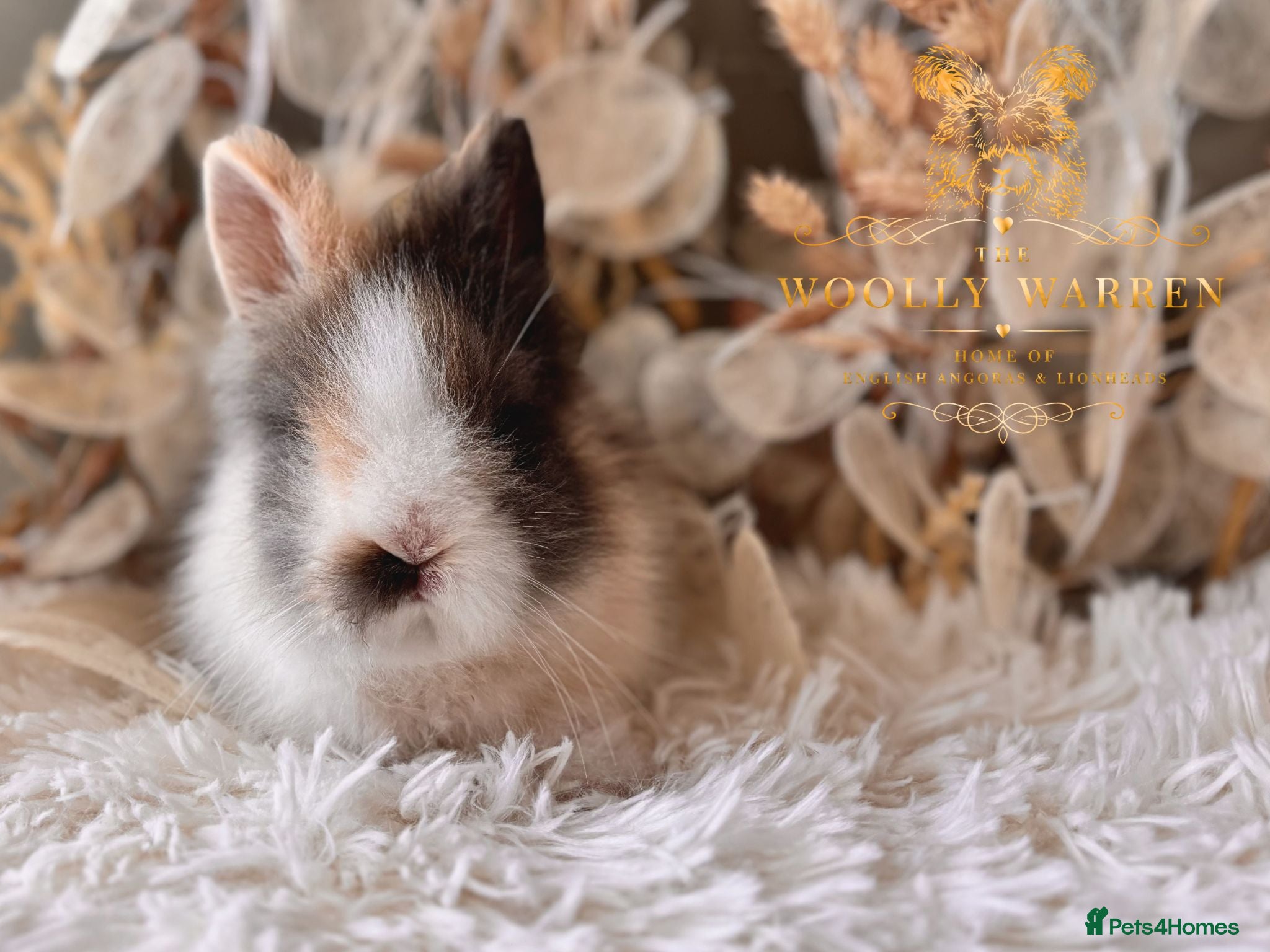 Lionhead rabbits Beautiful Fully Vaccinated Lionheads! - Advert 1