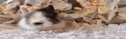 Lionhead rabbits for sale: Beautiful Fully Vaccinated Lionheads! - Advert 1