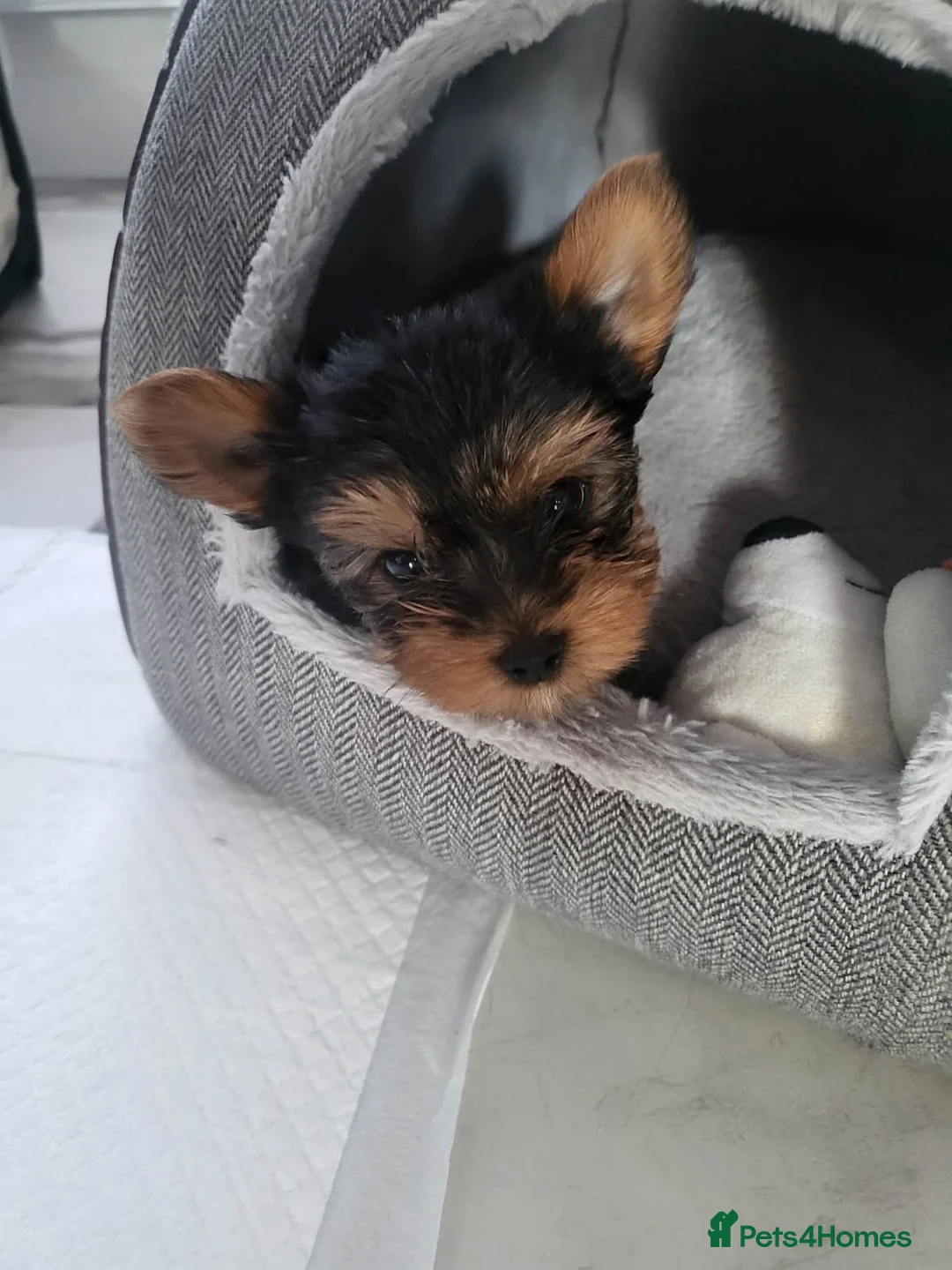 Yorkshire Terrier dogs for stud: Dog for stud  in Retford - Advert 7