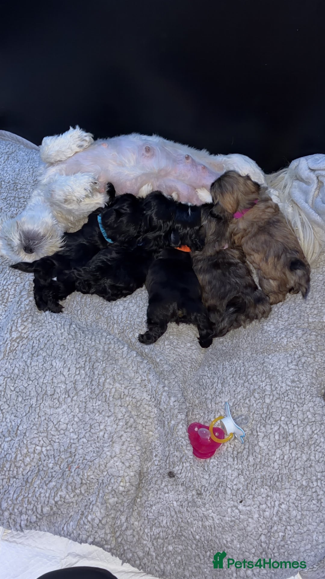 Shih Tzu dogs for sale: Beautiful Shih Tzu for sale  - Advert 1