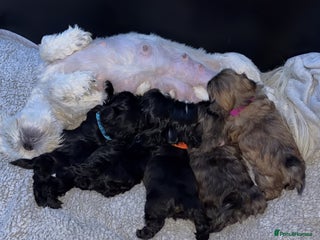 Shih Tzu dogs Beautiful Shih Tzu for sale - Advert 1