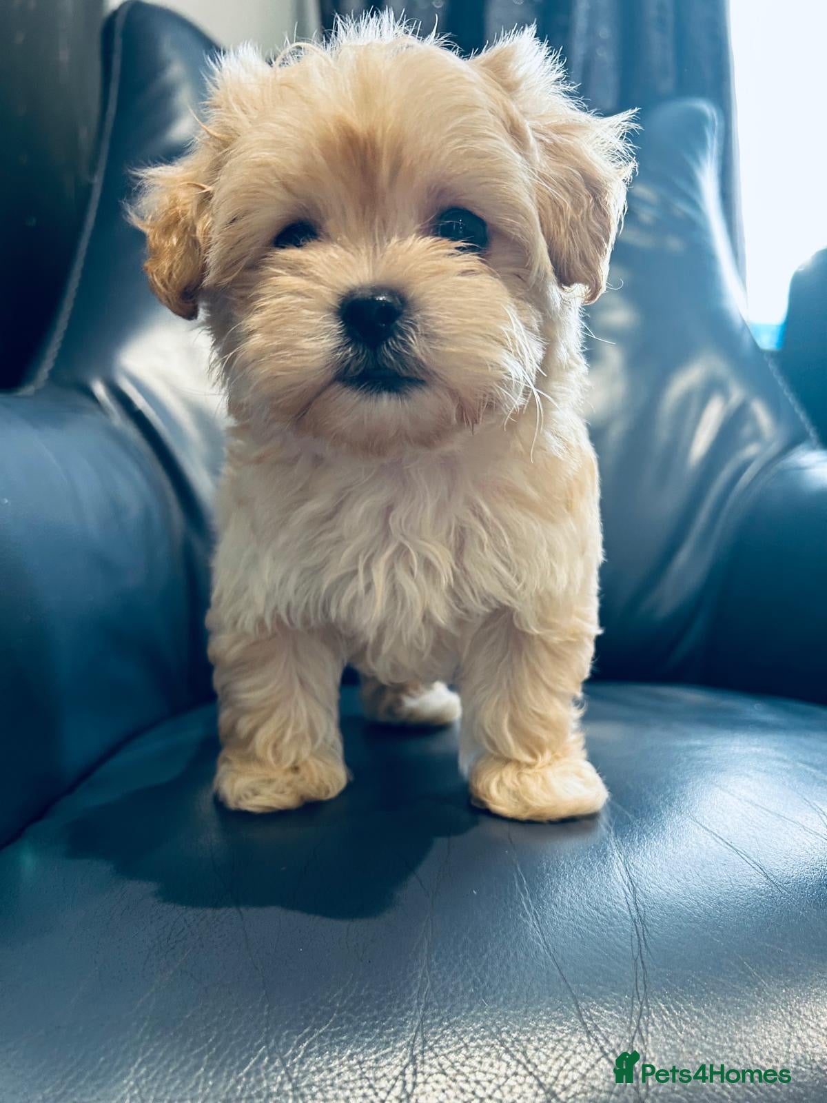 Maltipoo dogs Miniature Maltipoo Puppies - Advert 5