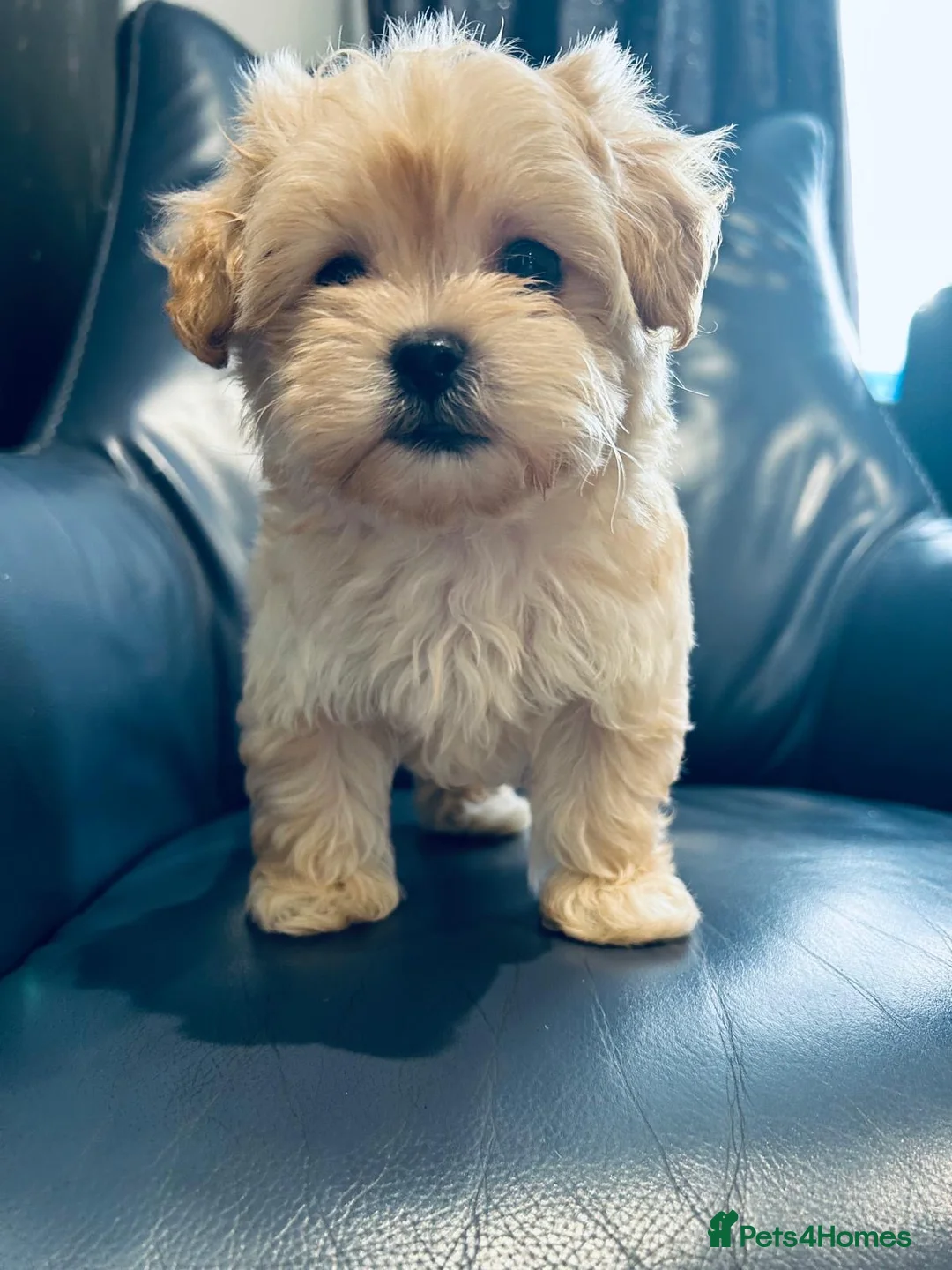 Maltipoo dogs for sale: Miniature Maltipoo Puppies - Advert 1