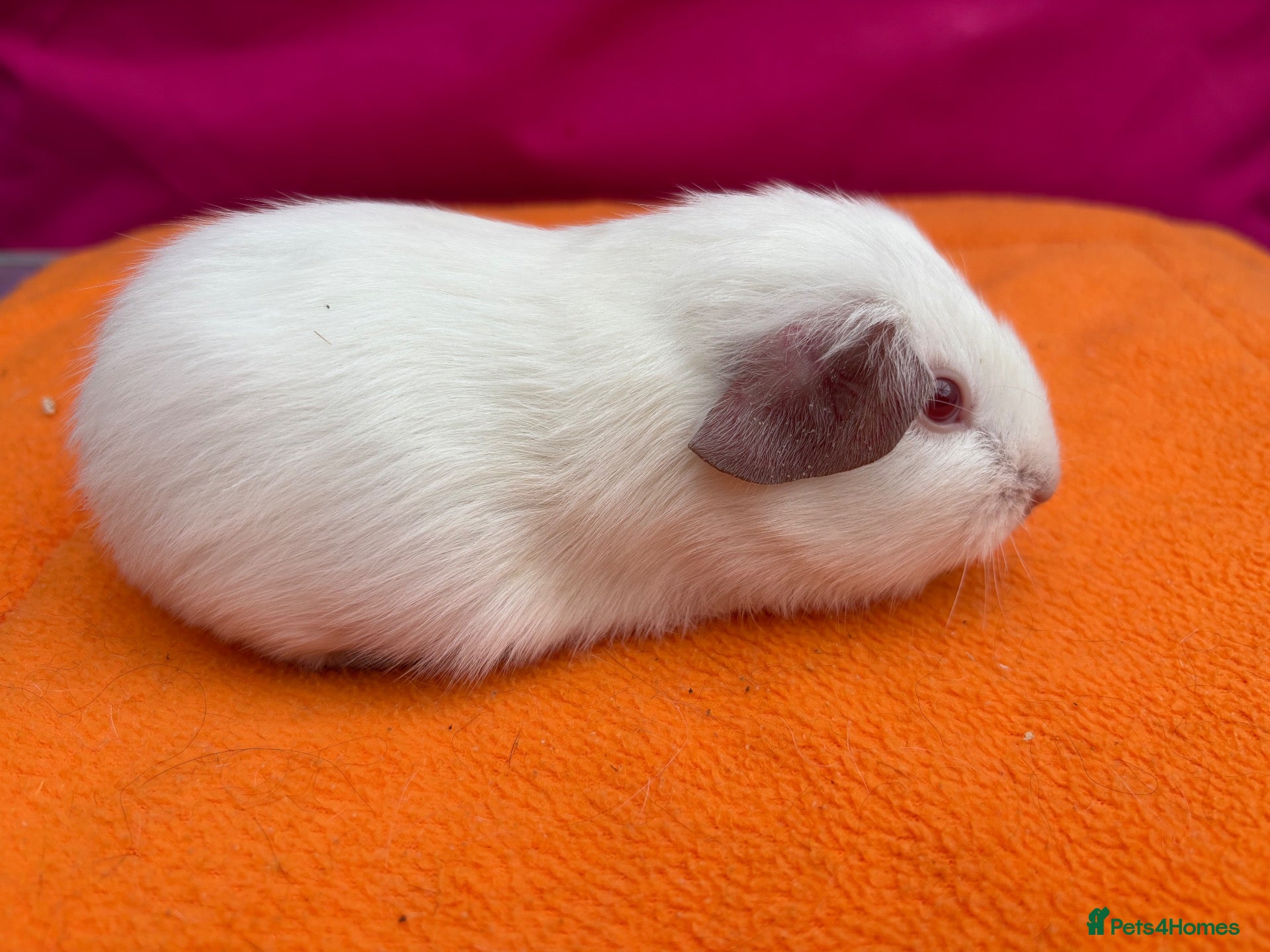 Guinea Pig rodents Californian & Himalayan - Boars & Sows - Advert 1