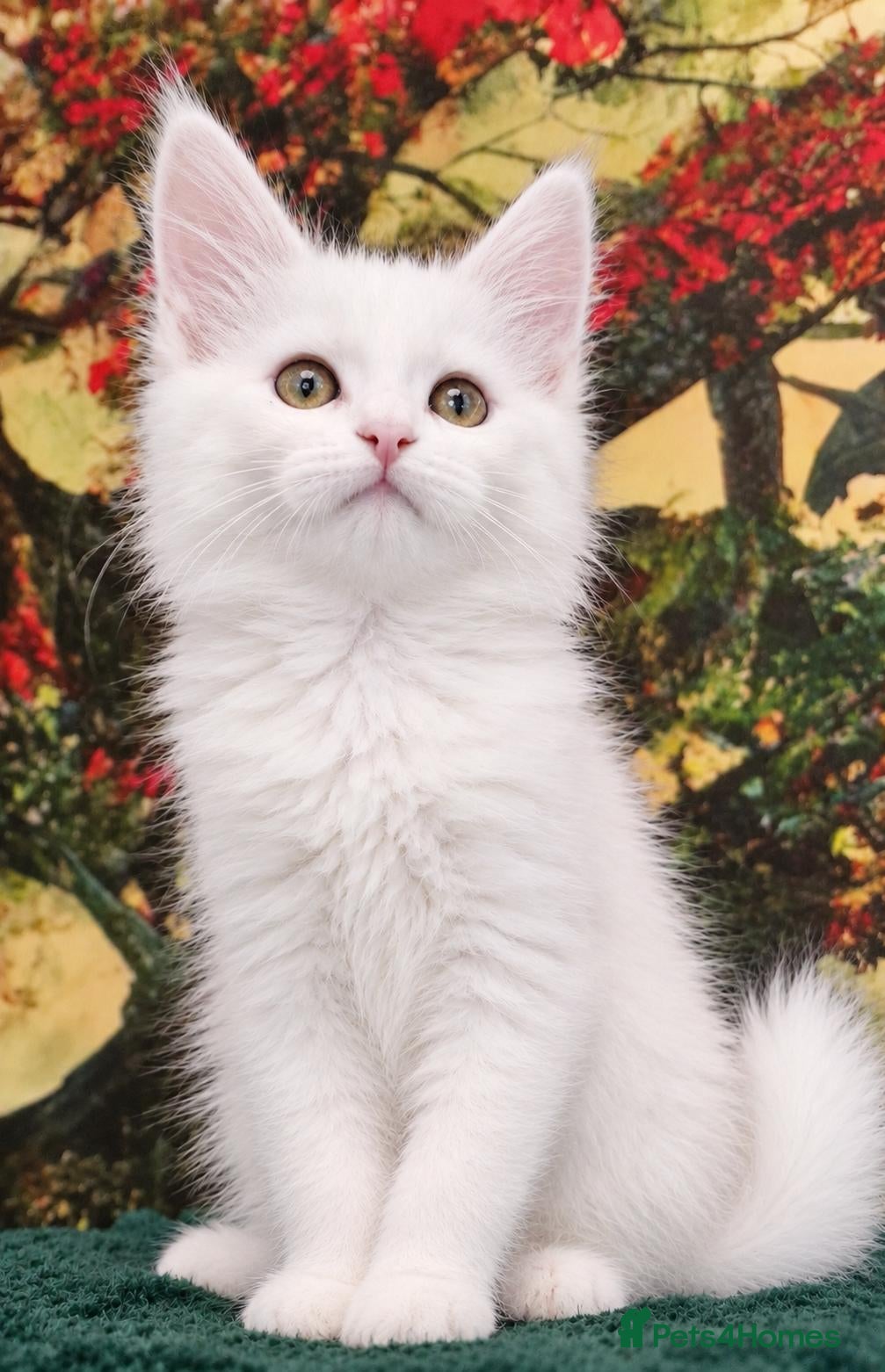 Maine Coon cats Active Maine Coon Girl World Champion bld line - Advert 2