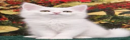 Maine Coon cats for sale: Active Maine Coon Girl World Champion bld line - Advert 8