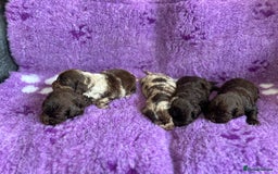 Cockapoo dogs for sale: Rare toy cockapoo - Image 5