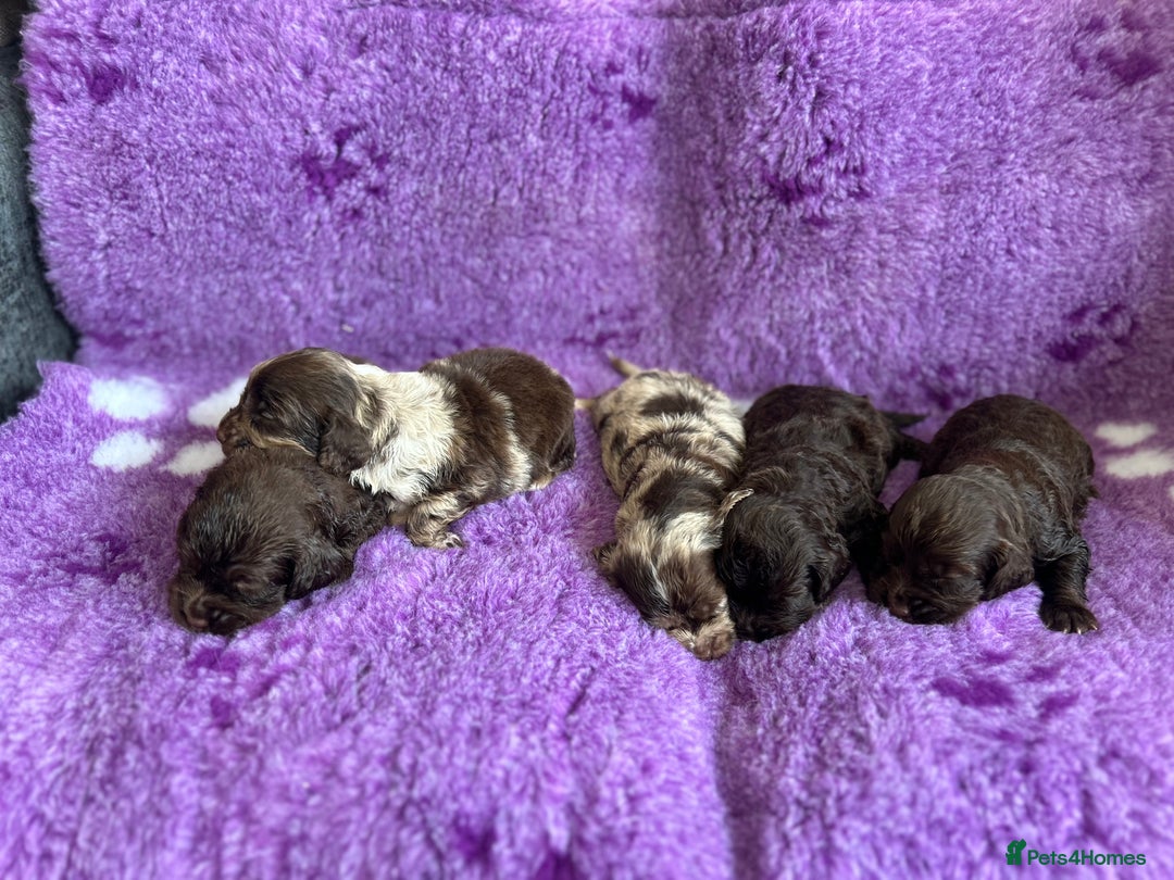 Cockapoo dogs for sale: Rare toy cockapoo - Image 5