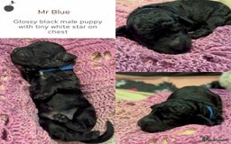 Miniature Poodle dogs for stud: MOYEN POODLE CROSS - IDEAL FOR DOODLE PUPPIES - Advert 7