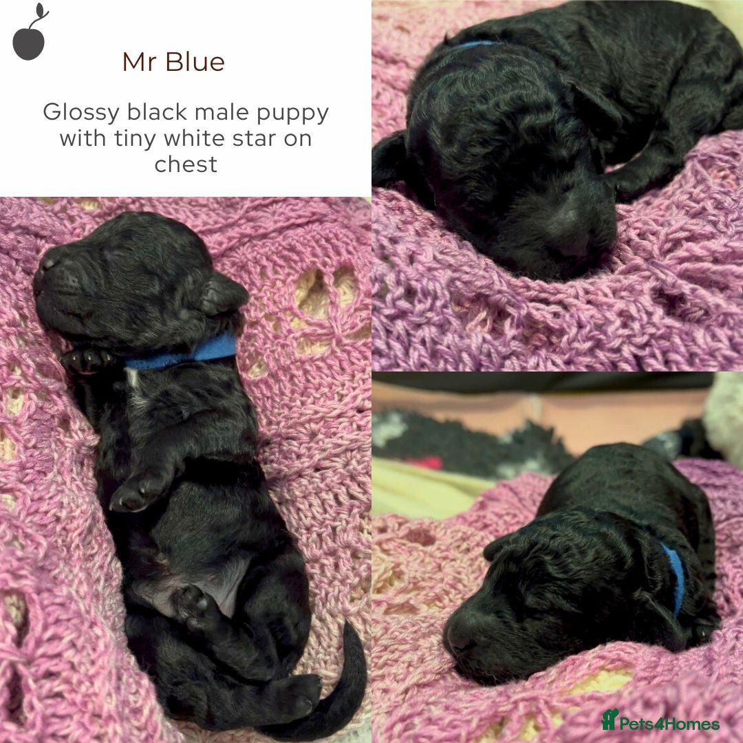 Miniature Poodle dogs for stud: MOYEN POODLE CROSS - IDEAL FOR DOODLE PUPPIES - Advert 7