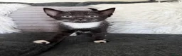 Mixed Breed cats for sale: Tuxedo kittens - 1 male 1 female  - Advert 5