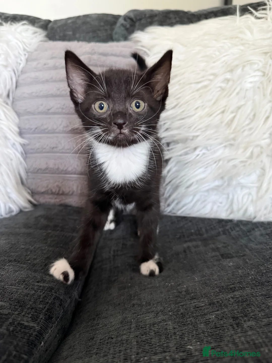 Mixed Breed cats for sale: Tuxedo kittens - 1 male 1 female  - Advert 5
