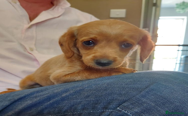 Mixed Breed dogs - Advert 1