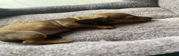 Miniature Dachshund dogs for sale: Miniature dachshund 3 boys 5 girls - Advert 10