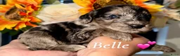 Cockapoo dogs for sale: 🤎🐶🐾 Beautiful F1 cockapoo puppies🐾🐶🤎 - Advert 3