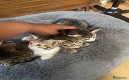 British Shorthair cats for sale: English tabby kittens for sale  - Image 9