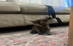 Ragdoll cats for sale: Beautiful ragdoll mix kittens  - Image 7