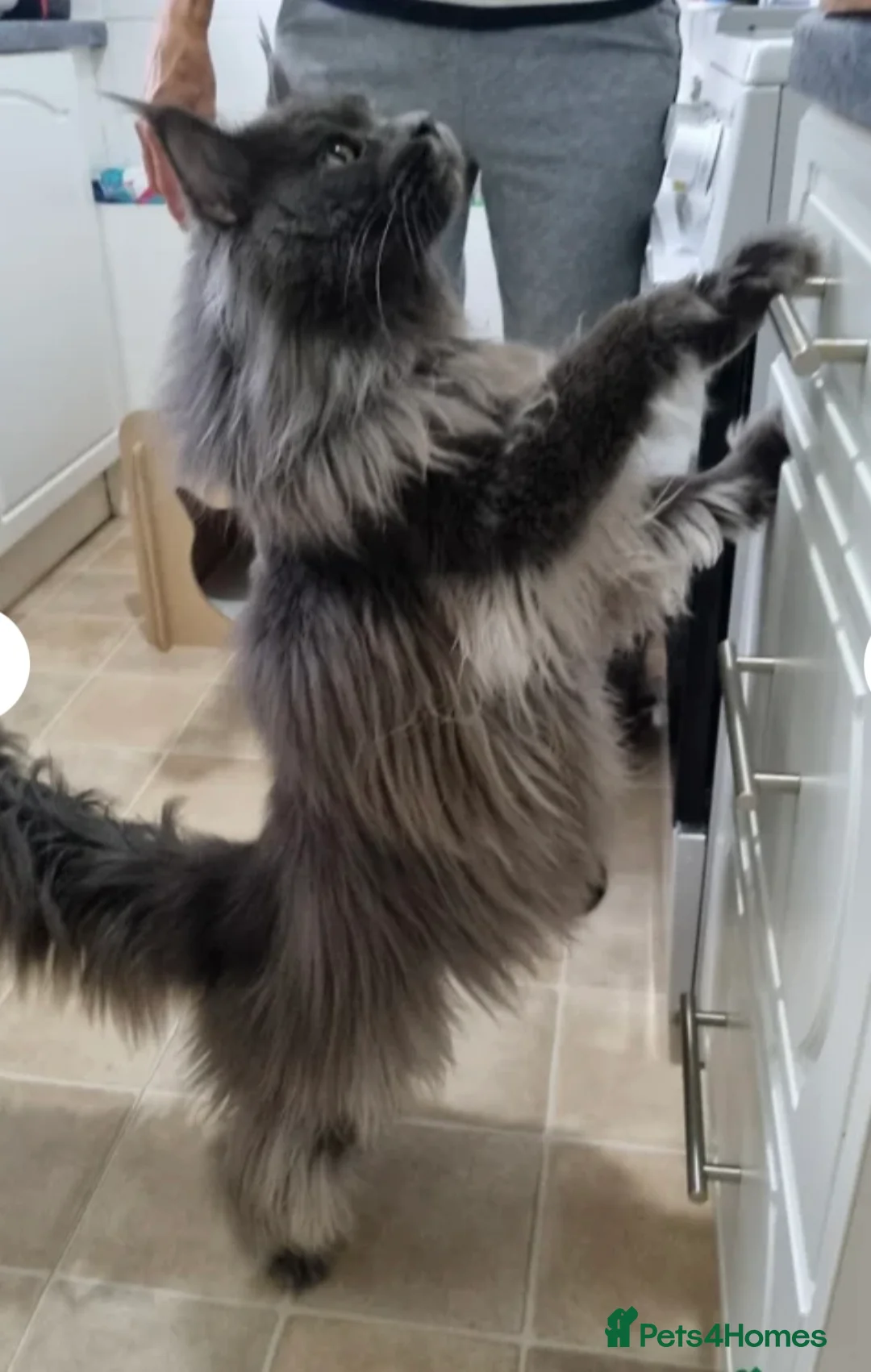 Maine Coon cats for sale: Maine Coon Tica registration full breed last girl  - Advert 6