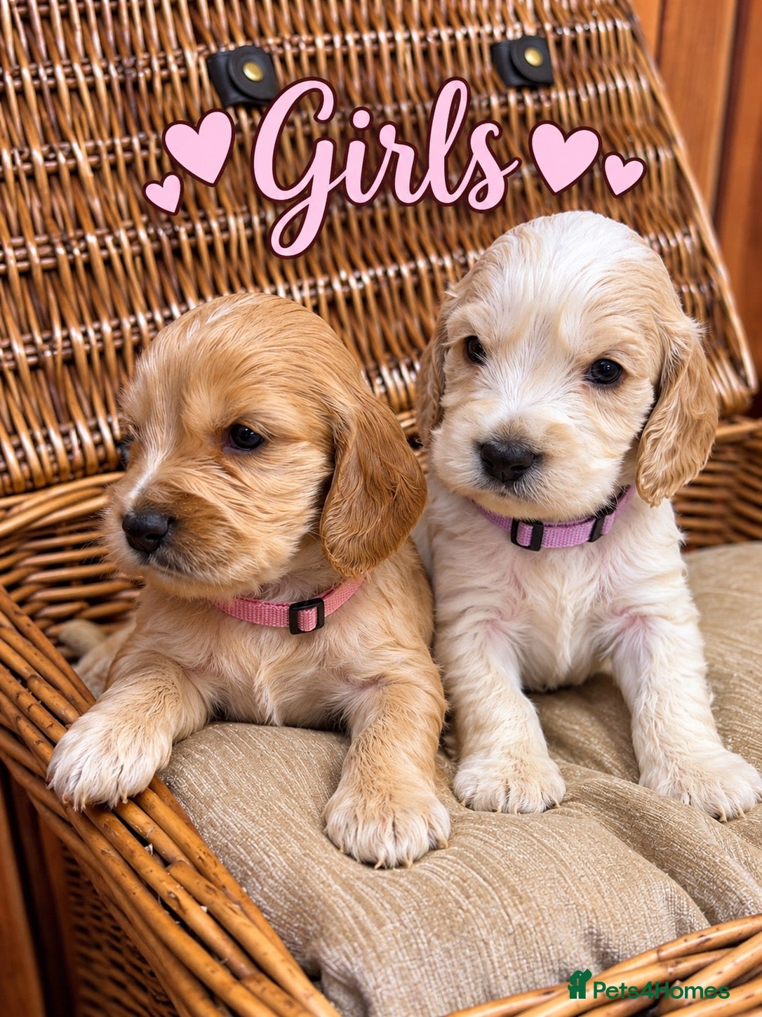 Cocker Spaniel dogs for sale: KC Registered Quality Show Type Cocker Spaniel  - Advert 2