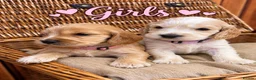 Cocker Spaniel dogs for sale: KC Registered Quality Show Type Cocker Spaniel  - Advert 2