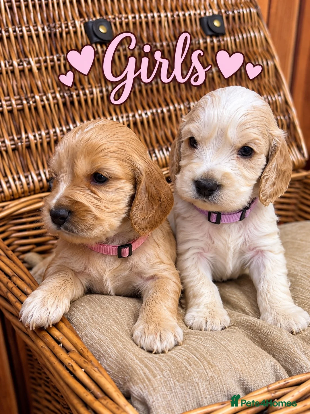 Cocker Spaniel dogs for sale: KC Registered Quality Show Type Cocker Spaniel  - Advert 2