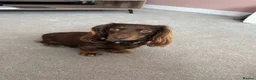 Miniature Dachshund dogs for sale: Miniature Dachshund babies  - Advert 5
