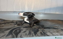 Staffordshire Bull Terrier dogs for sale: Staffordshire bull terrier puppy’s  - Image 25