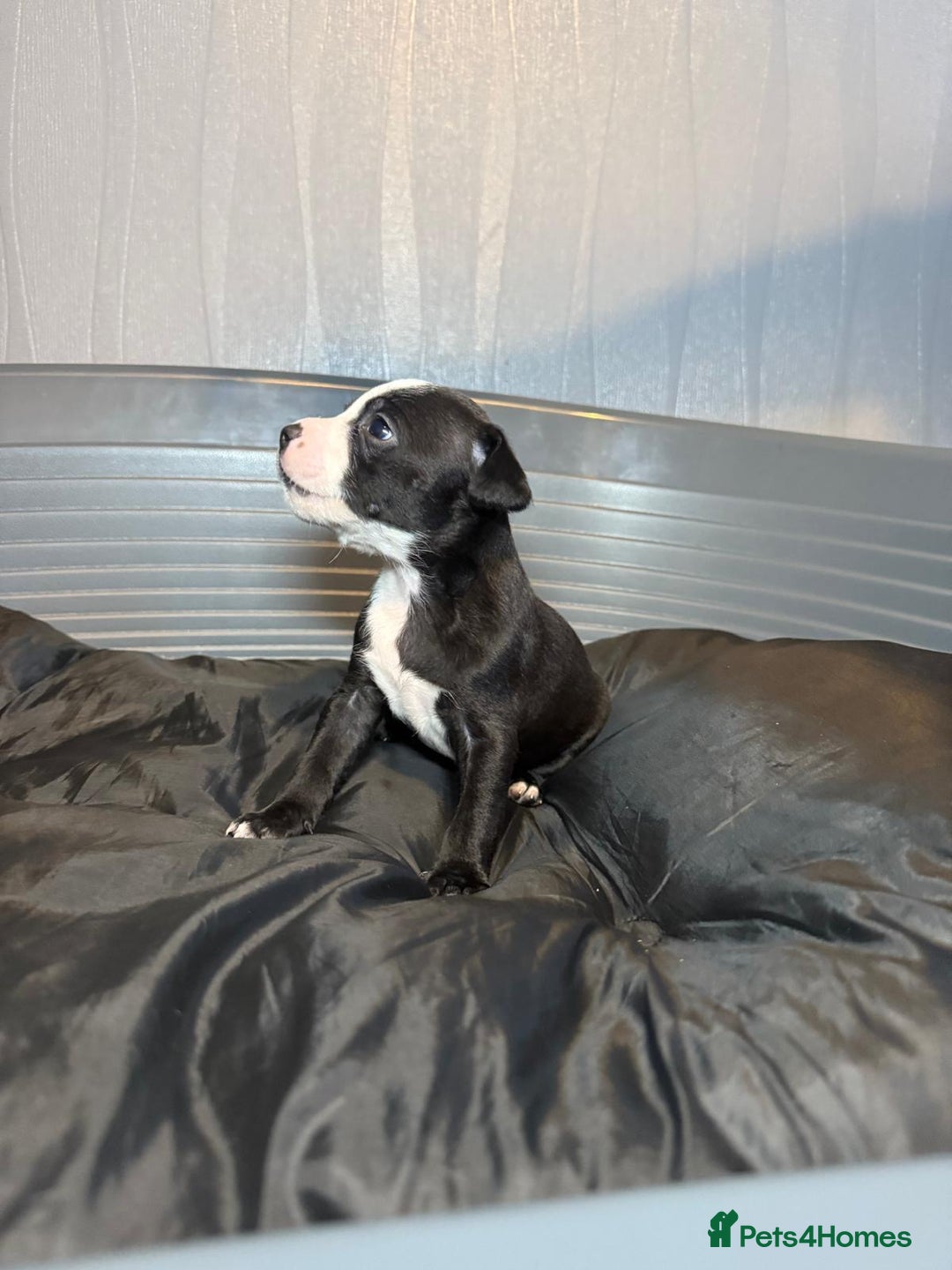 Staffordshire Bull Terrier dogs for sale: Staffordshire bull terrier puppy’s  - Image 25