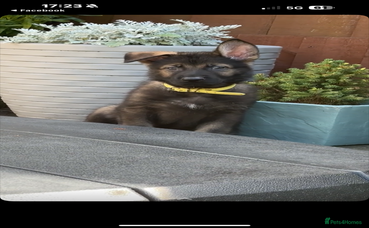 Mixed Breed dogs - Advert 8
