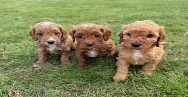 Cockapoo dogs - Advert 1