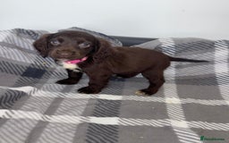 Cocker Spaniel dogs for sale: Adorable Cocker Spaniel  - Image 10