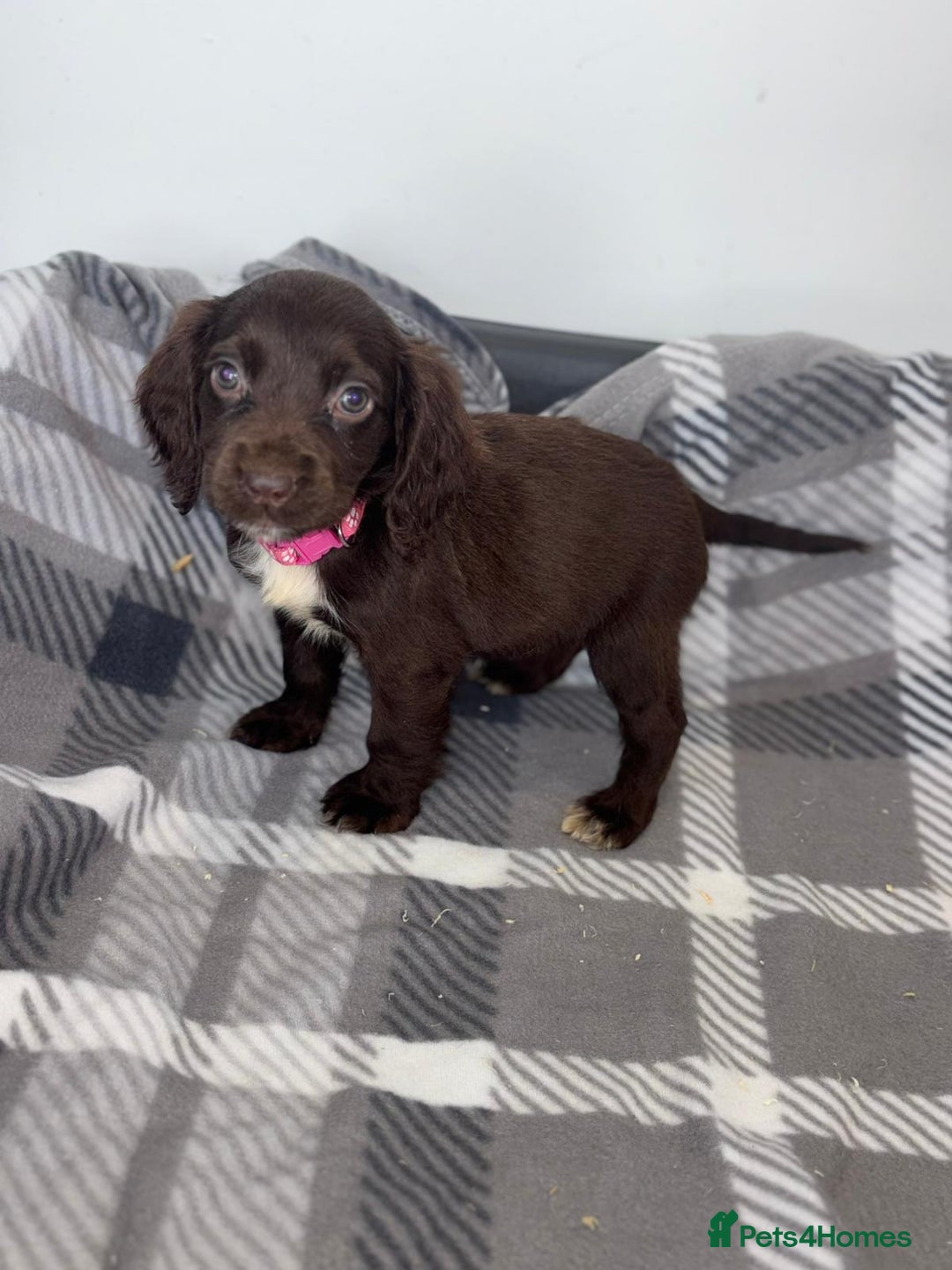Cocker Spaniel dogs for sale: Adorable Cocker Spaniel  - Image 10