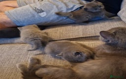 British Shorthair cats for sale: READY NOW, GCCF BLH & PET BSH PEDIGREE KITTENS - Image 17