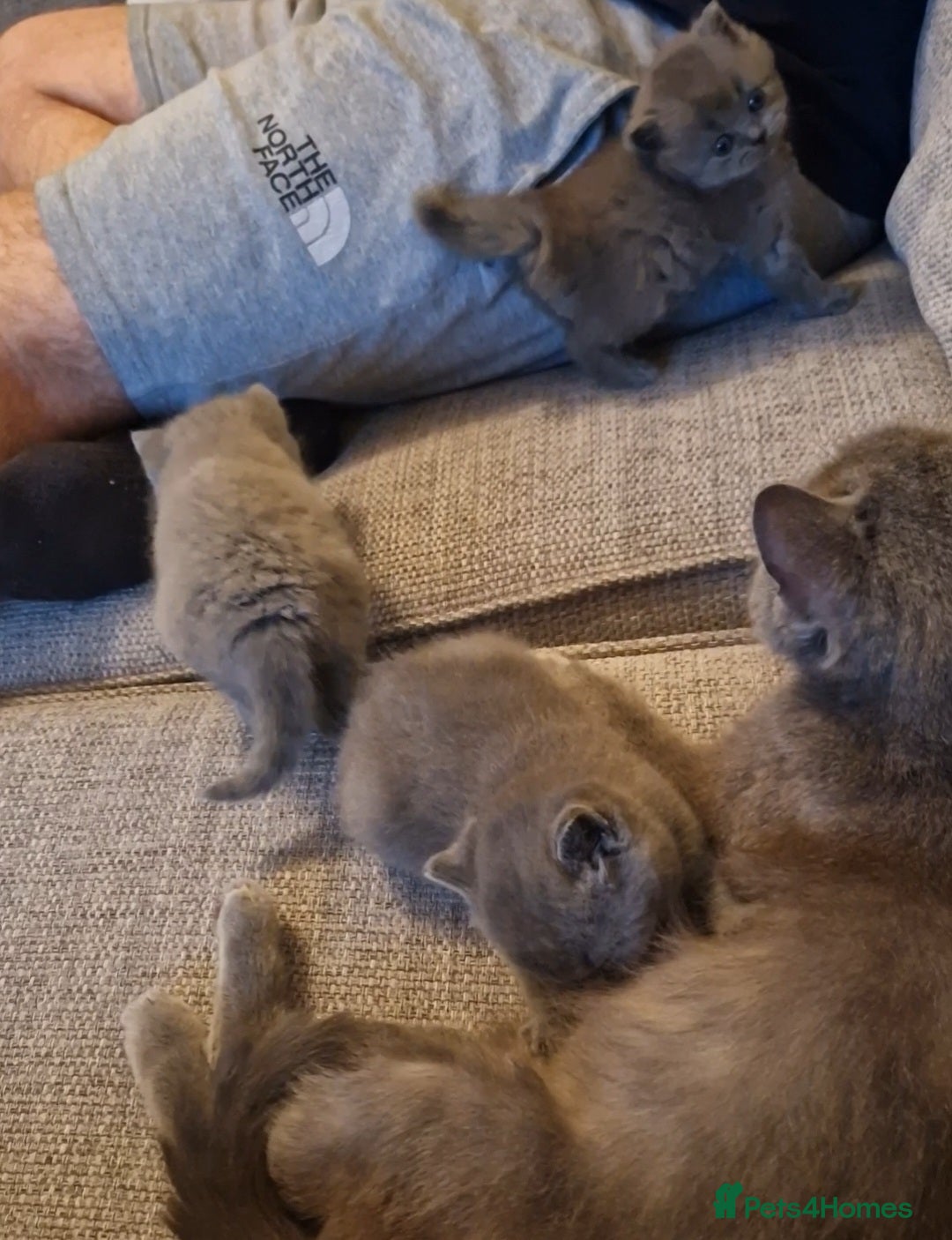 British Shorthair cats for sale: READY NOW, GCCF BLH & PET BSH PEDIGREE KITTENS - Image 17