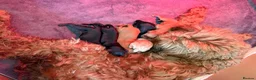 Cavapoo dogs for sale: Cavapoo Puppies ( Fox Red, Black, Black & White) - Advert 3