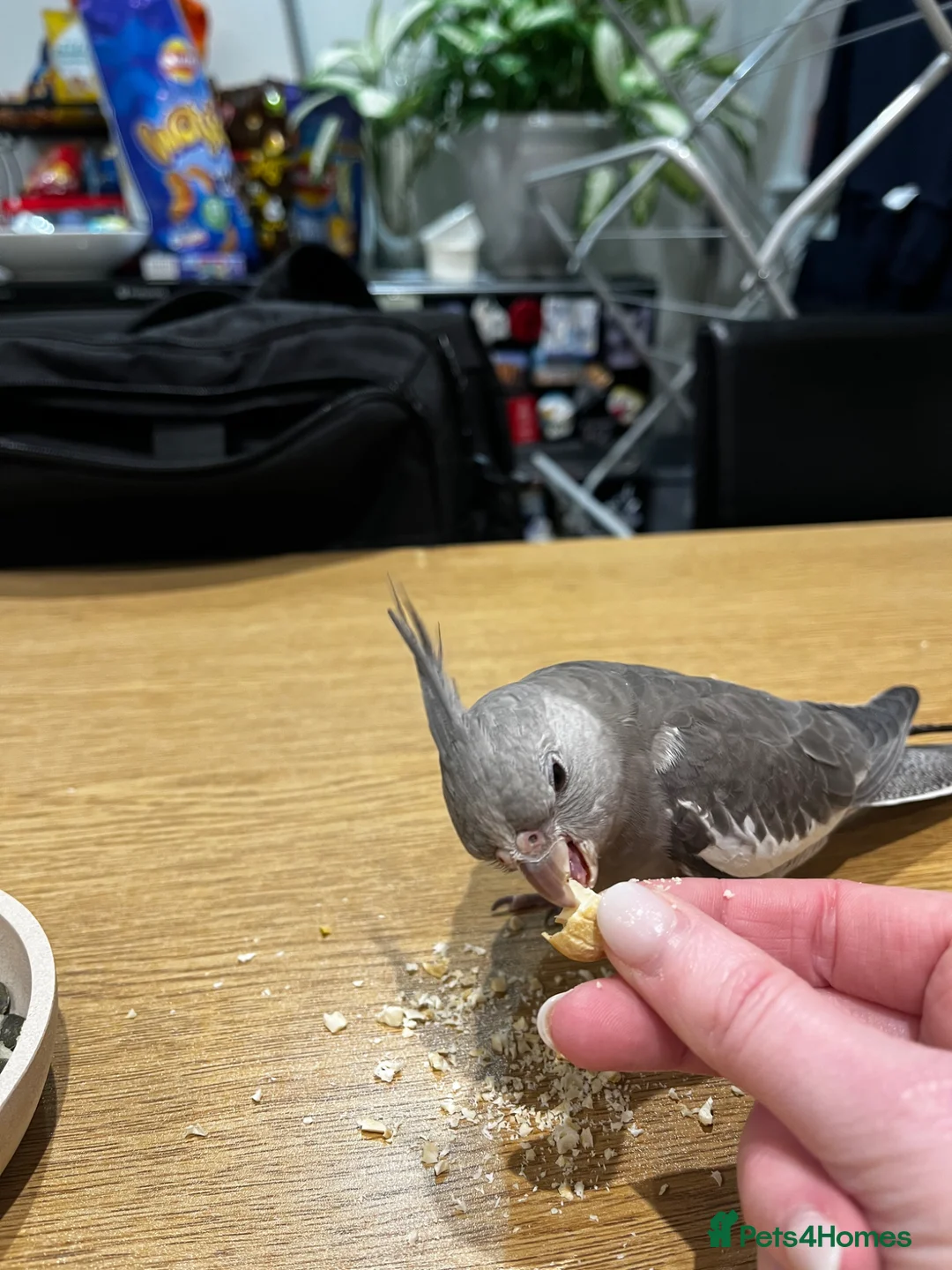 Cockatiels birds for sale: Sadly needing to re-home Penny - Advert 2