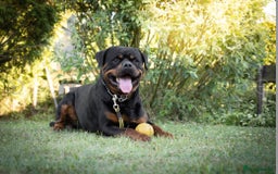 Rottweiler dogs for sale: Exclusive UK Rottweiler Puppy Champion Bloodlines - Image 7