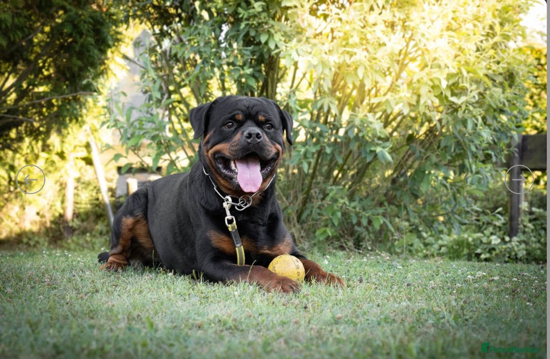 Rottweiler dogs for sale: Exclusive UK Rottweiler Puppy Champion Bloodlines - Image 7