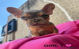 French Bulldog dogs for sale: 🔥READY TODAY Quality KC French Bulldog Puppies✨🔥 - Image 9
