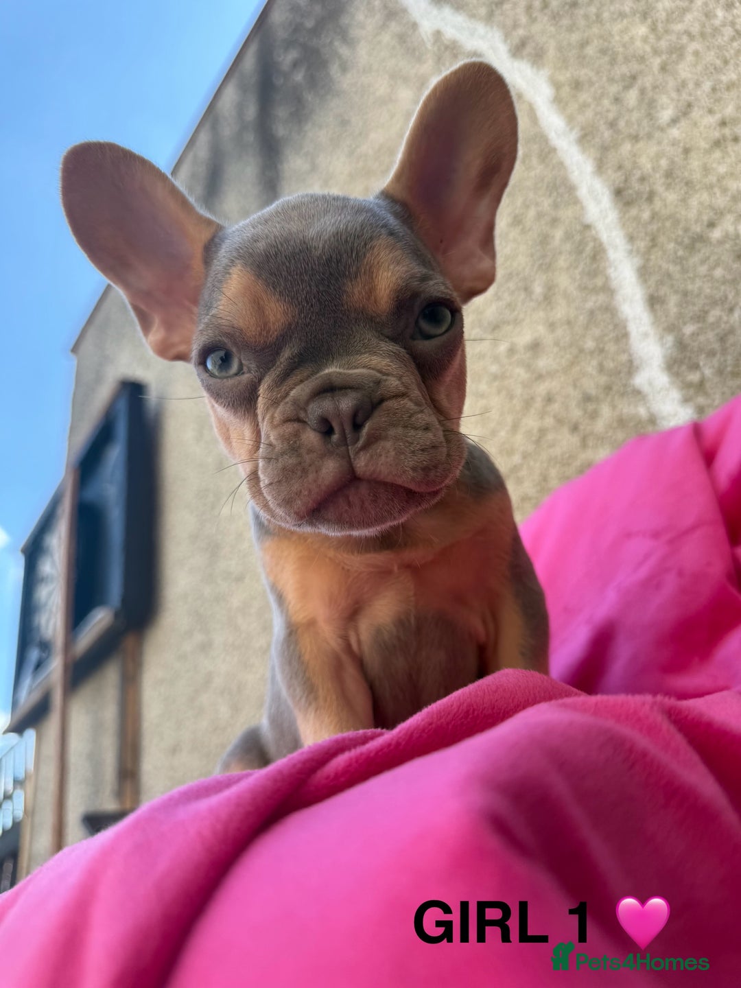 French Bulldog dogs for sale: 🔥READY TODAY Quality KC French Bulldog Puppies✨🔥 - Image 9