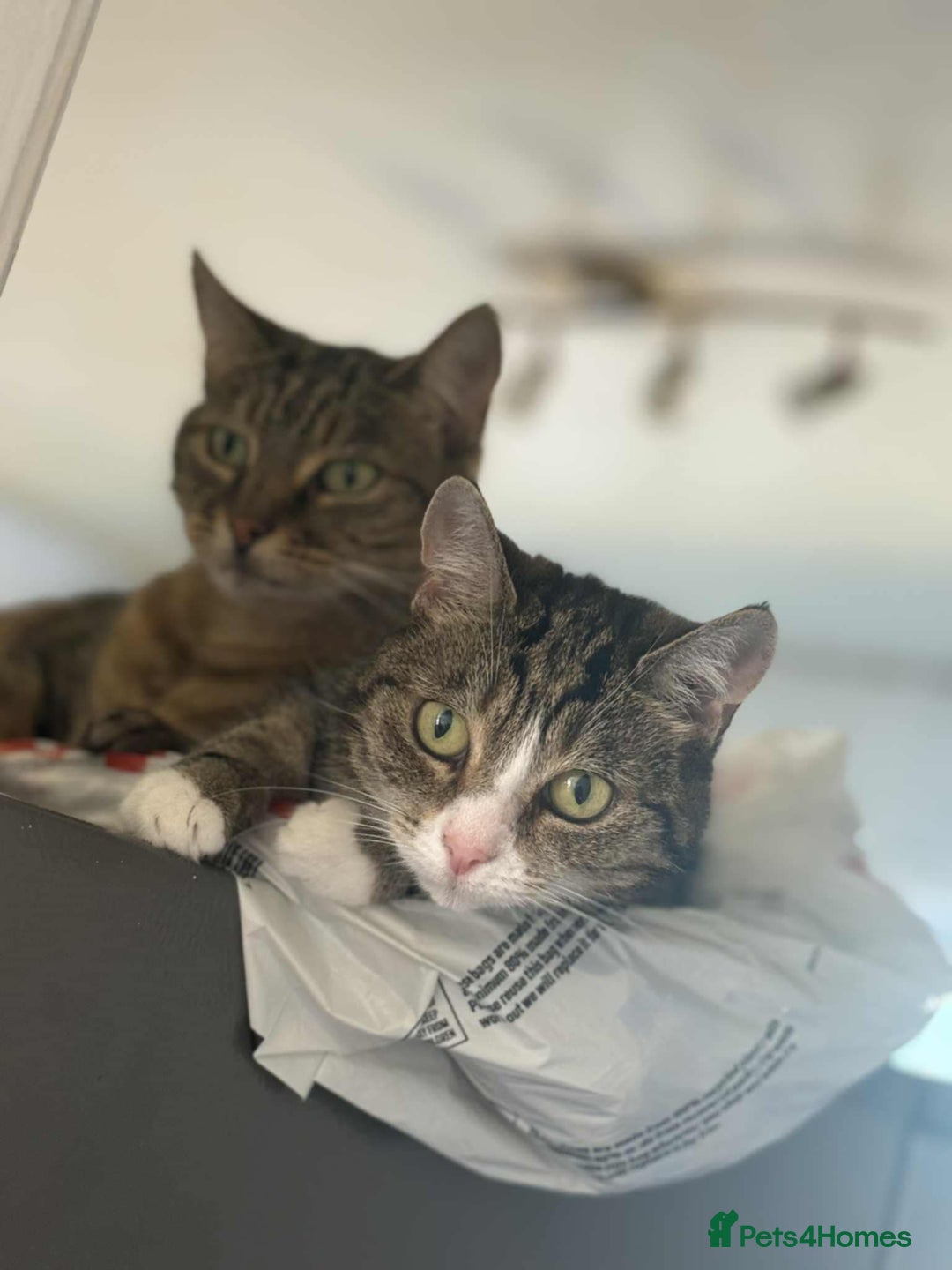 Mixed Breed cats for sale: Mum and daughter  - Image 1