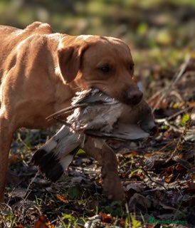 Labrador Retriever dogs for sale: Fox Red Working Labrador Puppies - Advert 6