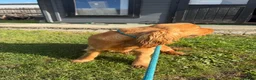 Cocker Spaniel dogs for sale: Kc registered boy  - Advert 6