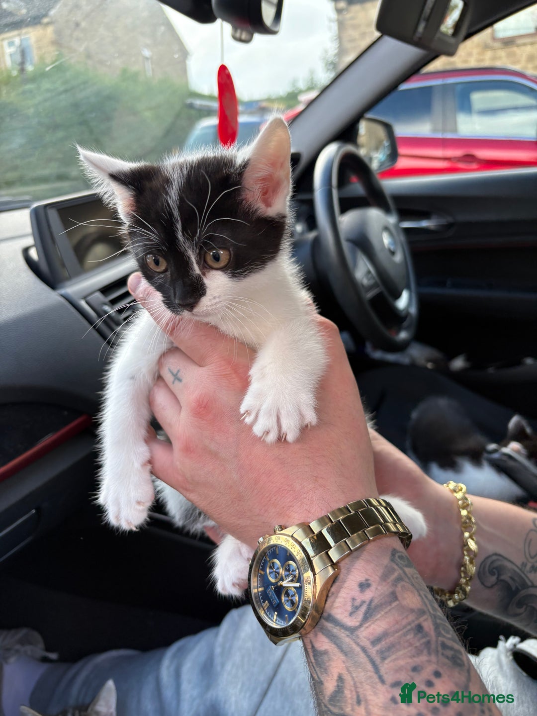 Bengal cats for sale: 3 kittens for sale  - Image 4